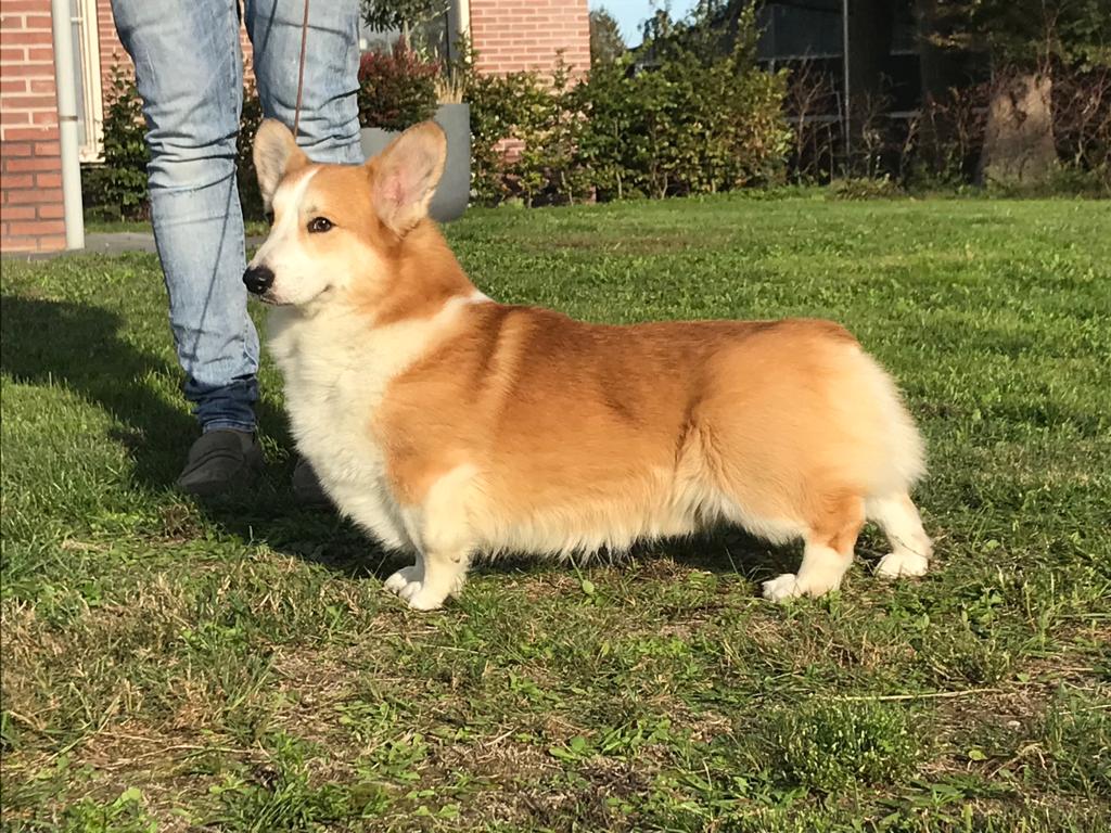 Welsh Pembrokes pups Of the Aladna's Home